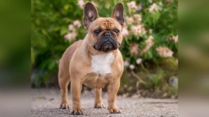 Лучшие породы собак для квартиры. Собаки маленьких пород для квартиры.