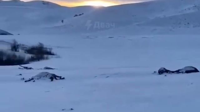 Неизвестный расстрелял табун из 53 лошадей, в Алтайском крае смотреть онлайн