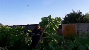 Как выглядит Борщевик Сосновского (лето 2020 Московская область)