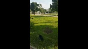 Аллея / парк / сквер влюблённых город Терновка, Павлоградский район,  Днепропетровская область