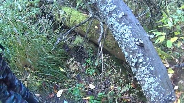 Сказ о том, как мы с Игорем Лесником за орехом в тайгу ходили... смотреть онлайн