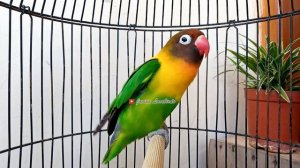 SUARA LOVEBIRD NGEKEK PANJANG INI, BENAR BENAR COCOK BUAT PANCINGAN LOVEBIRD MACET BISU Malas Bunyi