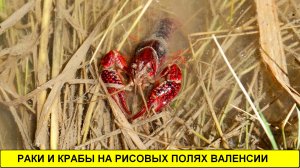 Раки и крабы на рисовых полях Валенсии