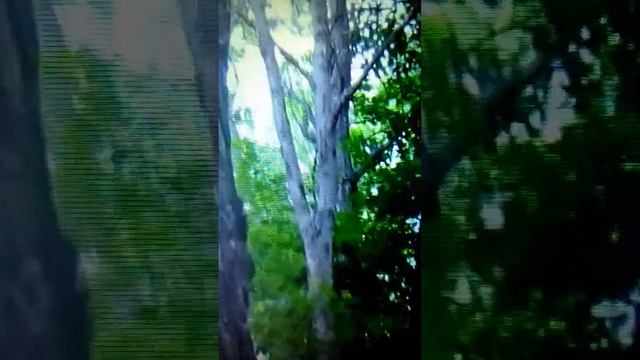 ЕНОТЫ ужасно любопытны и очень смышлёные животные! смотреть онлайн