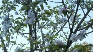 "МАМА ОТЛИЧНИКА" "ВАНИЛЬНАЯ СЕМЬЯ" ОБЗОР ВЛОГОВ