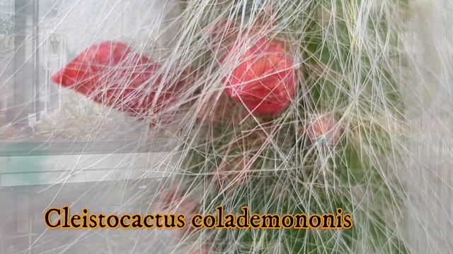 My Cactus  Succulent Flowers - Highlights JUNE 22 cactusbloom cactusflower cacti succulentcar