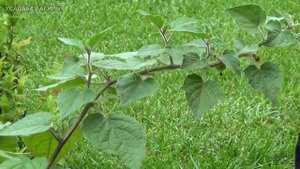 Физалис в горшке (ч.2).