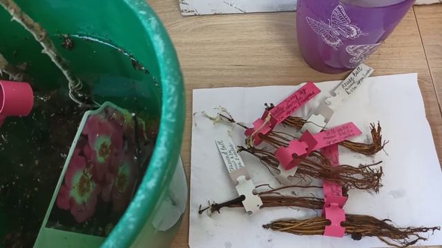 Обзор летней посылки от Опт-хоз. 40 градусов жары и клематисы смотреть онлайн