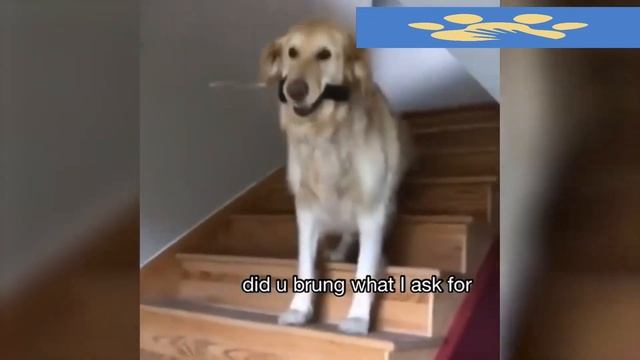 Юмор Для Поднятия Настроения | Помощь Животным | Собаки или Коты кто Умнее | Приколы Дикие смотреть онлайн