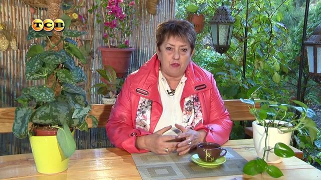 Комнатное растение Сцинапсус или Эпипремнум: как правильно ухаживать и размножать