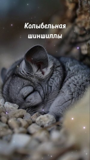 Колыбельная шиншиллы
