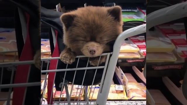 Эх Шарик! смотреть онлайн