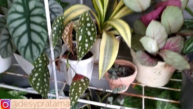 REVIEW TANAMAN HIAS (HOUSE PLANT TOUR) TERUPDATE смотреть онлайн