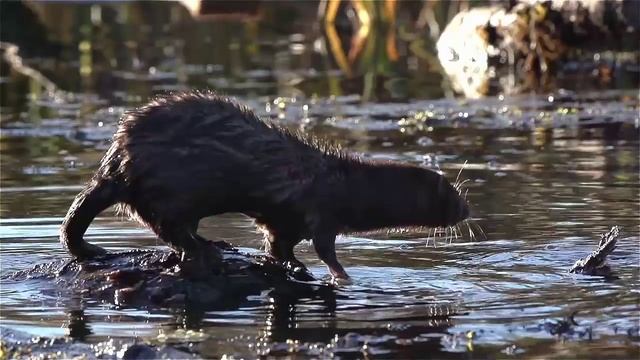 Американская норка и вода. American Mink And Water.