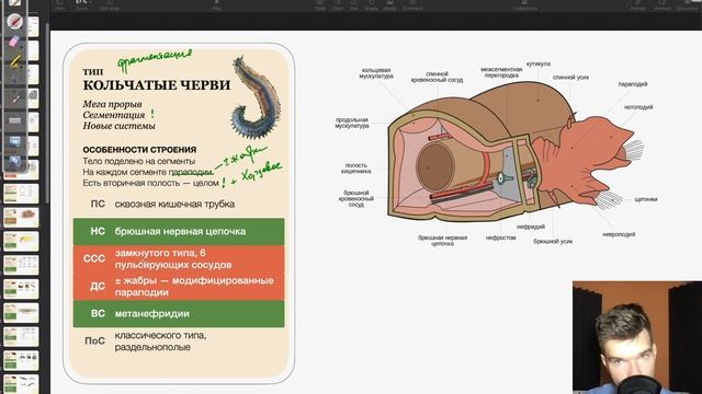 Ароморфозы Кольчатых червей | Биология ЕГЭ