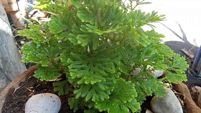 Evergreen Plant-Selaginella Tamariscina смотреть онлайн