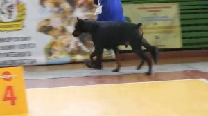 ЖИГАН ИЗ БАНДЫ ГАРРИ (Смарт Вуд Хиллз Чародей – Экстаза из Банды Гарри)