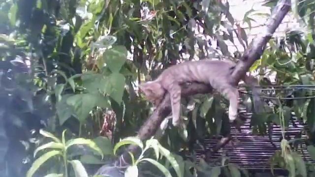 котёнок спит на дереве смотреть онлайн