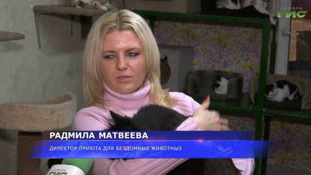 Сегодня во всем мире отмечают День черной кошки