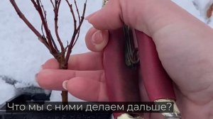 Как правильно сформировать иву Хакуро Нишики в дерево?
