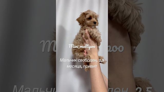 Мальтипу, мальчик, ждет своих родителей😍