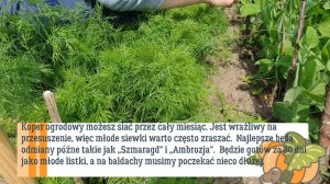 Jakie warzywa siać w lipcu. Co wysiać i uprawiać w lipcu. Lipiec w warzywniku. Terminarz uprawy