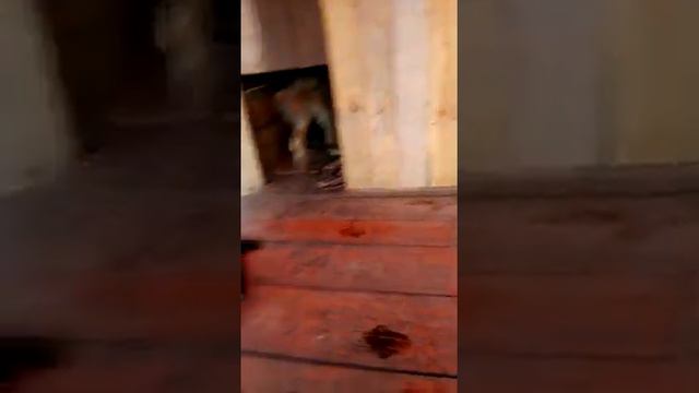 Щенки кавказской овчарки смотреть онлайн