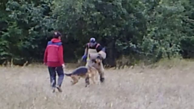 Немецкая овчарка Желя . ipo-трнинг смотреть онлайн