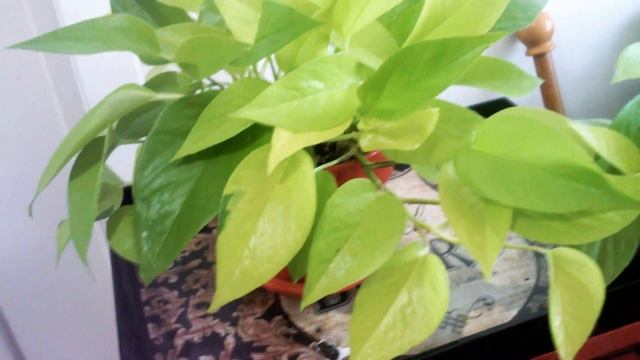 EPIPREMNUM AUREUM(NEON POTHOS)❤ смотреть онлайн