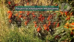 Разбираемся - Облепиха ЯД или Супер-Ягода ? Польза и ВРЕД для ОРГАНИЗМА
