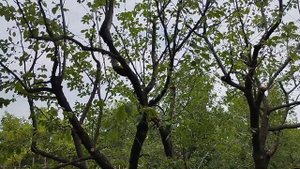 Кардинальная обрезка запущенной сливы летом