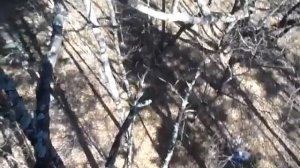 сбор шишек в Приморском крае