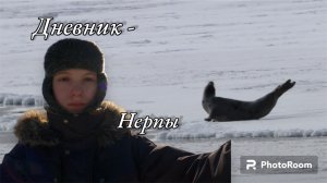 Дневник Нерпы. Тюлени отдыхают, пуночки прилетели, а оляпка в протоке ныряет