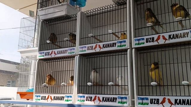 2023.02.18 Ташкентский птичий рынок цветных канареек. Toshkent Qush Bozori Kanareykalar.