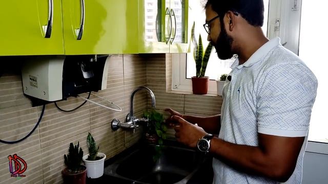 Best Indoor Plants for Kitchen Decorate | Kitchen Plants To Grow At Home смотреть онлайн