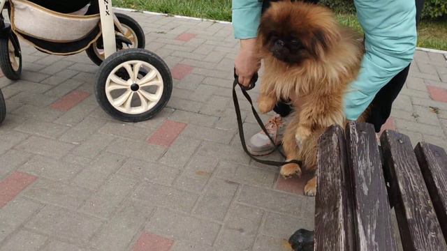Пекинес Дендик поёт жалобную песню