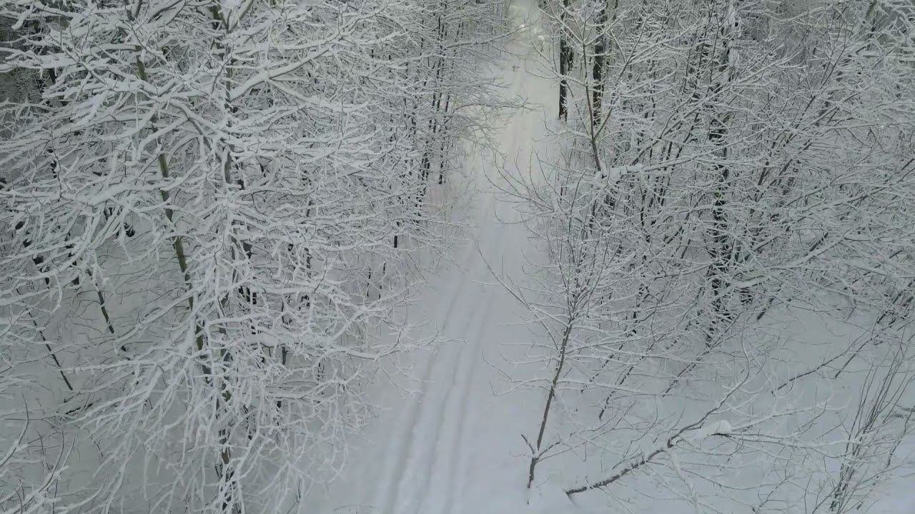зимний лес с квадрокоптера