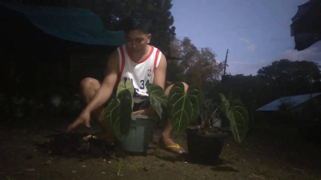 My Success Propagation for my Anthurium MAGNIFICUM смотреть онлайн