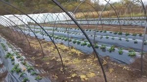 Продолжаем строить теплицы под клубнику.