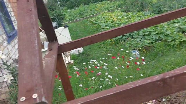 Обзор сада 26 июля 2023г. Цветы. Уборка чеснока. смотреть онлайн