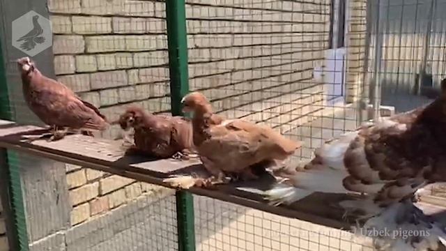 Пискуны узбекских двухчубых голубей, вывода 2020 года смотреть онлайн