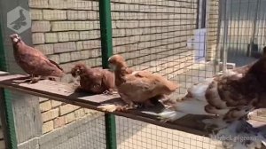 Пискуны узбекских двухчубых голубей, вывода 2020 года