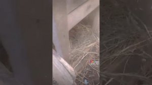 что делать если куры несутся где попало и нет яиц летом