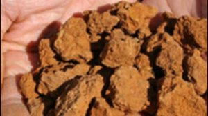 Особенности черной редьки  Полезные свойства, посадка, уход, удобрение