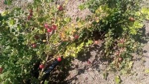 сорт крыжовника Тиксия