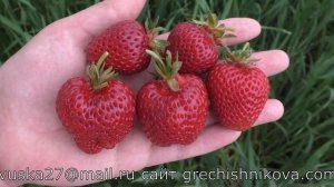 ФЛОРИДА БРИЛЛИАНС ранний сорт клубники