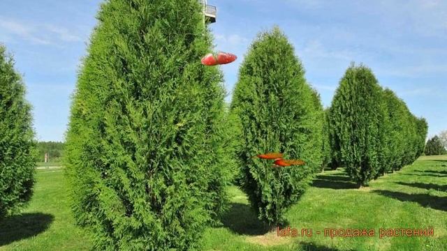 Туя западная Веймар (thuja occidentalis weimar) ? туя Веймар обзор: как сажать саженцы туи Веймар