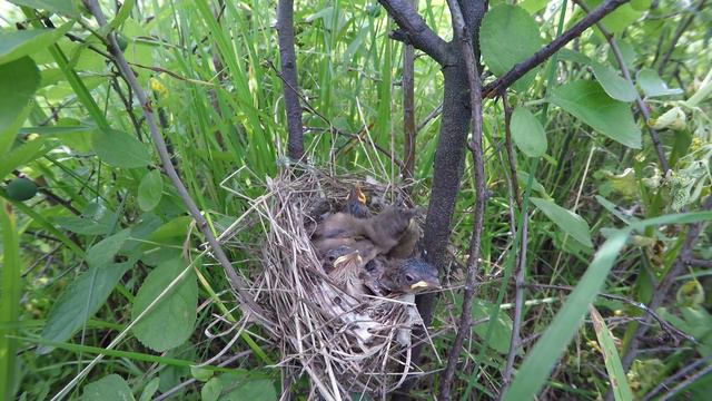 Славка серая 160616 8 у Марковых 0624 GP2,7k 13 смотреть онлайн