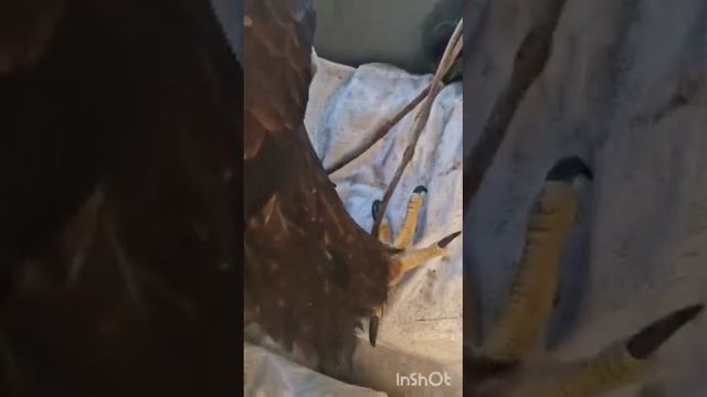 Поезд Петропавловск - Алматы... смотреть онлайн