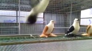 Декоративные Голуби / Porumbei Decorativi (А. Магомедов , с. Владимировка / Ставроп.край, Россия )